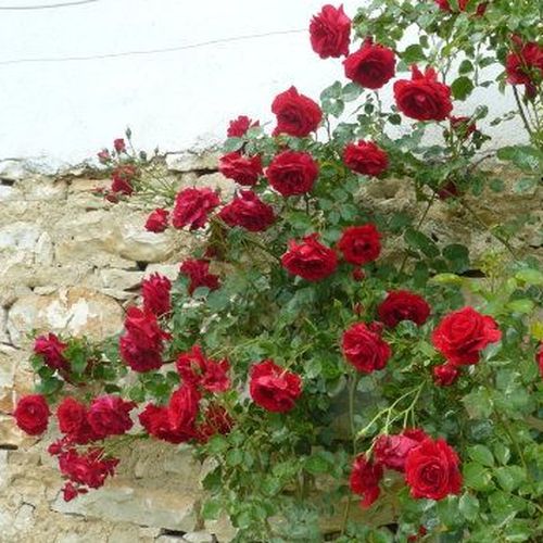 Diszkrét illatú rózsa - Rózsa - Grand Award ® - Online rózsa vásárlás